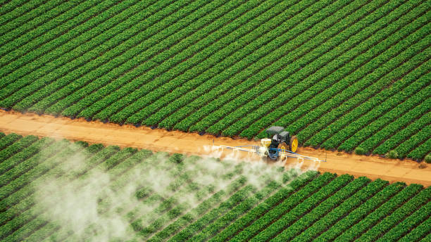 Best Ant Control Services  in North El Monte, CA