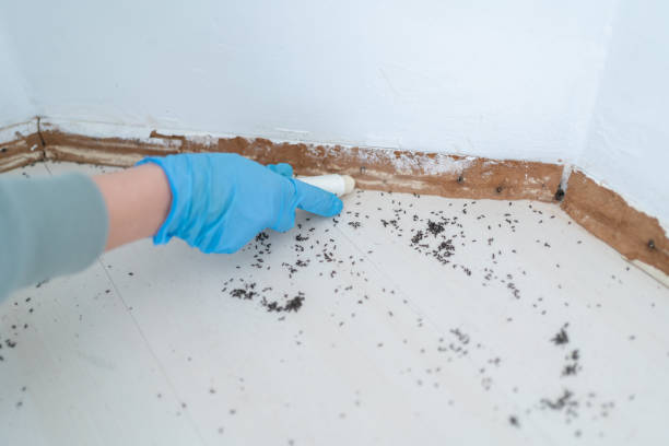 Professional Pest Control in North El Monte, CA